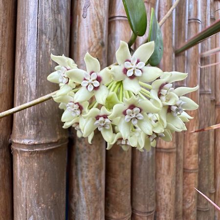Tropical Zen Bungalow Pahoa 外观 照片