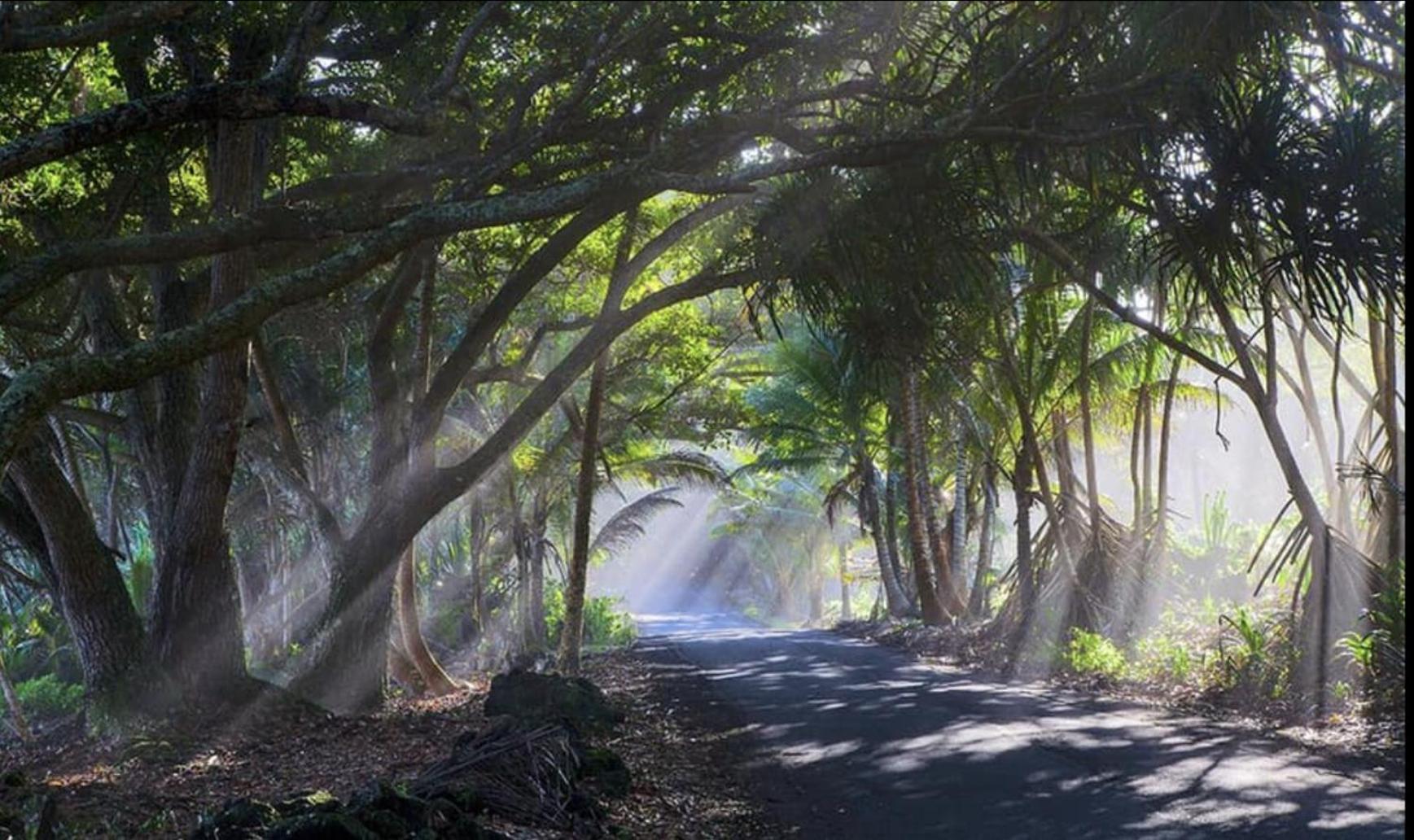 Tropical Zen Bungalow Pahoa 外观 照片