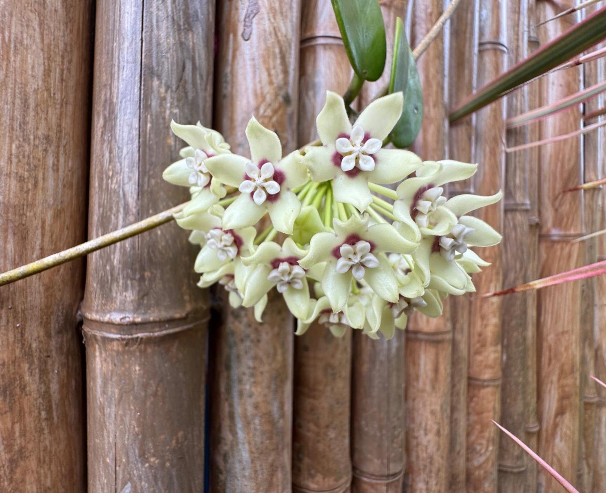 Tropical Zen Bungalow Pahoa 外观 照片
