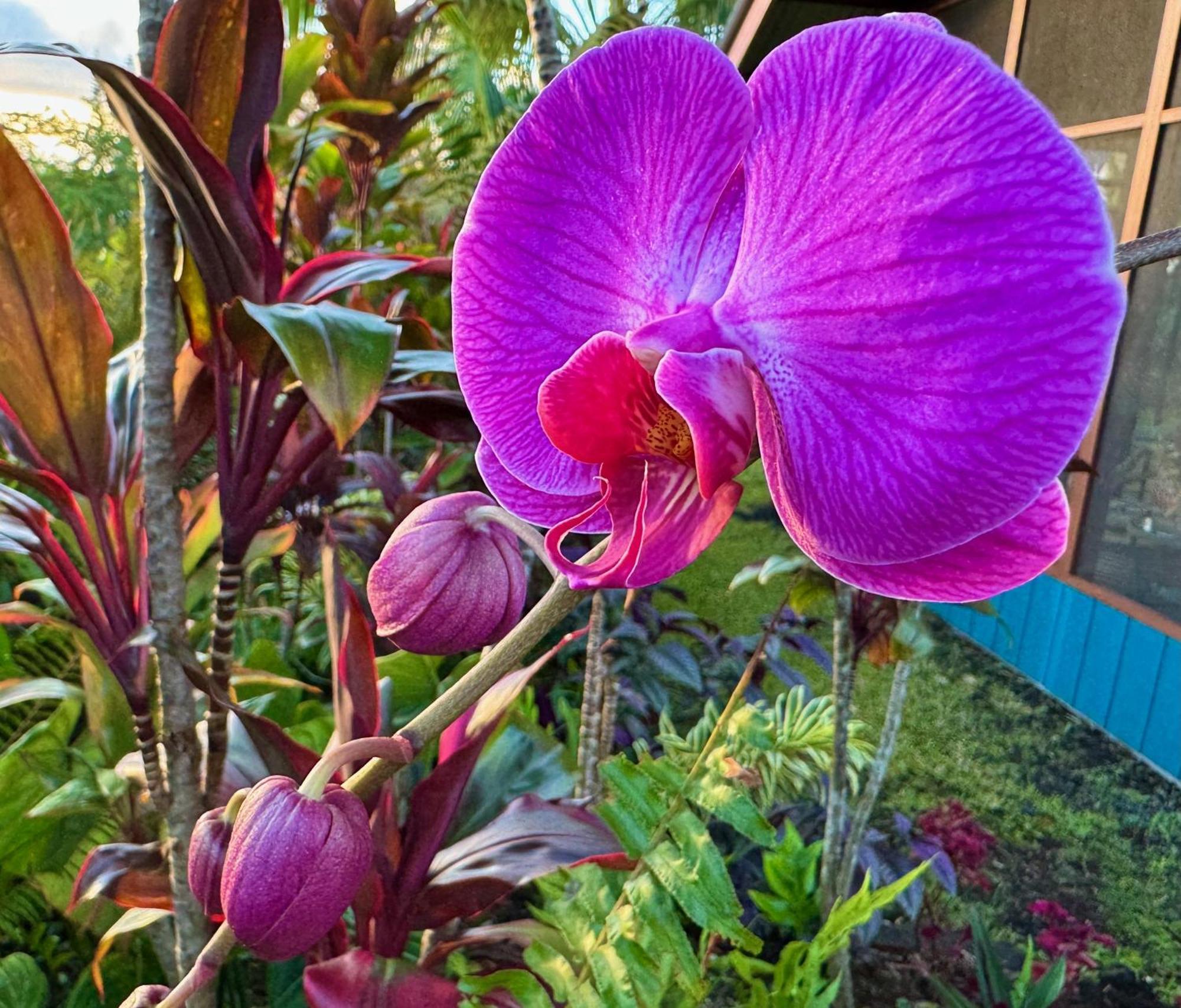 Tropical Zen Bungalow Pahoa 外观 照片
